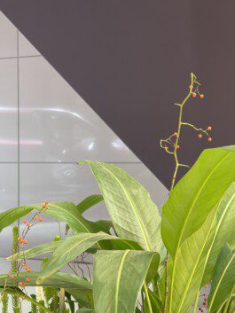 NICO MAURICE SCHRÖDER